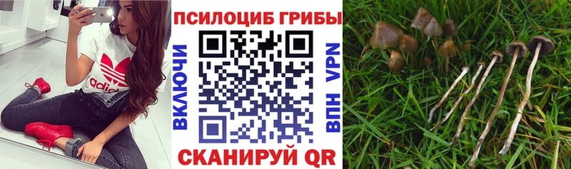 Псилоцибиновые грибы Psilocybine cubensis Фатеж